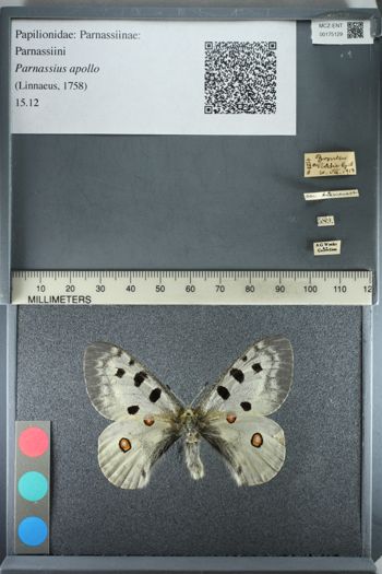 Media type: image;   Entomology 175129